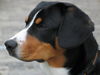 Entlebucher Sennenhund Hund