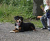 Entlebucher Sennenhund Hund