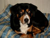 Entlebucher Sennenhund Hund