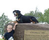 Entlebucher Sennenhund Hund