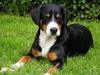 Entlebucher Sennenhund Hund