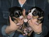 Entlebucher Sennenhund Hund