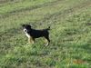 Entlebucher Sennenhund Hund