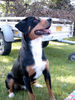 Entlebucher Sennenhund Hund