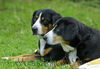 Entlebucher Sennenhund Hund