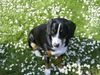 Entlebucher Sennenhund Foto: Entlebucher Sennenhund, 10 Monate (ID 3386) Entlebucher Sennenhund Hund