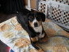 Entlebucher Sennenhund Hund