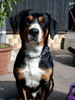 Entlebucher Sennenhund Hund