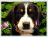 Entlebucher Sennenhund Foto: Entlebucher Sennenhund, 10 Wochen (ID 3388) Entlebucher Sennenhund Hund