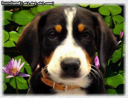 Entlebucher Sennenhund Hunde Foto 3388 Entlebucher Sennenhund Entlebucher Sennenhund, 10 Wochen