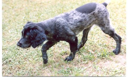 Epagneul Bleu de Picardie Hunde Foto 697 Epagneul Bleu de Picardie Taiga De La Vallee De L Ysieux