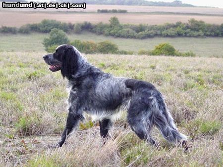 Epagneul Bleu de Picardie Raphal des Vives