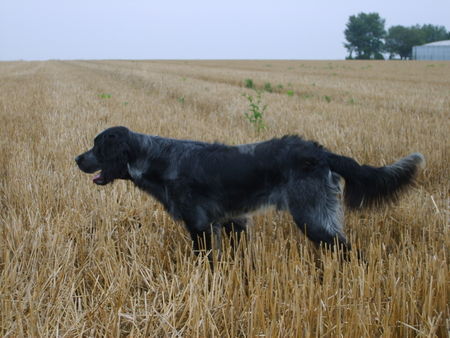 Epagneul Bleu de Picardie ballak