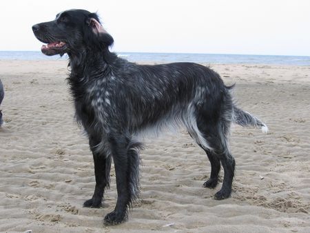 Epagneul Bleu de Picardie Sofie on the beach