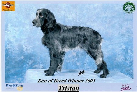 Epagneul Bleu de Picardie Hunde Foto 27473 Epagneul Bleu de Picardie Tristan Amsterdam Winner 2005