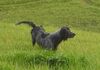 Epagneul Bleu de Picardie Foto: brindille du clos maldav (ID 39367) Epagneul Bleu de Picardie Hund