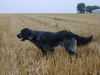 Epagneul Bleu de Picardie Hund