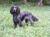 Epagneul Bleu de Picardie Foto: Kamp.Tico-Bleu de la Vallée de l'Ysieux Winner 2004 (ID 23553) Epagneul Bleu de Picardie Hund