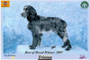 Epagneul Bleu de Picardie Foto: Tristan Amsterdam Winner 2005 (ID 27473) Epagneul Bleu de Picardie Hund