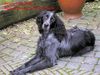 Epagneul Bleu de Picardie Foto: Storm; Ashra From nali-Tala`s Home (ID 35079) Epagneul Bleu de Picardie Hund