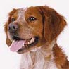 Epagneul Breton, Bretonen-Spaniel, Brittany-Spaniel