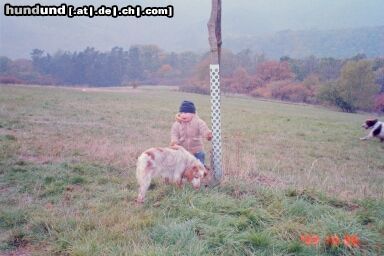Epagneul Breton Hunde Foto 7732 Epagneul Breton unsere Viva