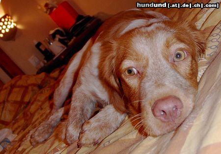 Epagneul Breton Hunde Foto 14634 Epagneul Breton ROIG AUS MENORCA, 8 MONATE