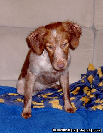 Epagneul Breton Hunde Foto 14635 Epagneul Breton ROIG AUS MENORCA, 8 MONATE