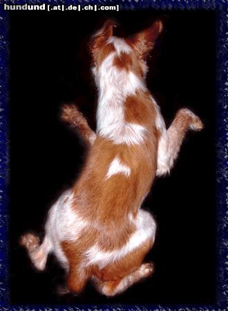 Epagneul Breton Hunde Foto 14668 Epagneul Breton SO SPRINGT NICHT MAL NE KATZE...