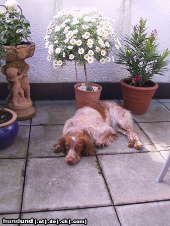 Epagneul Breton Hunde Foto 24648 in höherer Auflösung ansehen Epagneul Breton