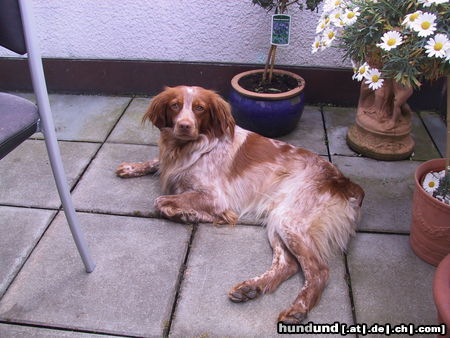 Epagneul Breton Hunde Foto 24649 in höherer Auflösung ansehen Epagneul Breton