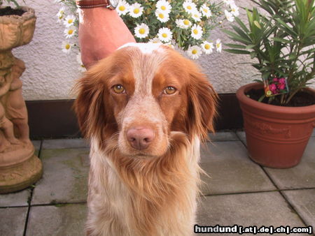 Epagneul Breton Hunde Foto 24650 in höherer Auflösung ansehen Epagneul Breton