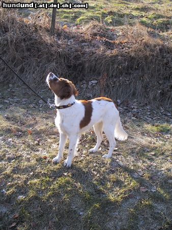 Epagneul Breton Hunde Foto 3266 Epagneul Breton Sheila