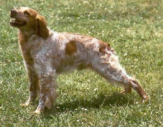 Epagneul Breton Hunde Foto 277 Epagneul Breton