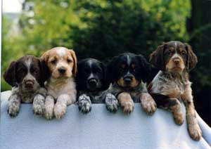 Epagneul Breton Hunde Foto 421 Epagneul Breton
