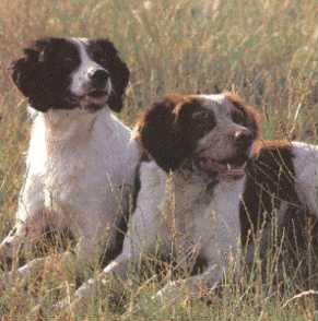 Epagneul Breton Hunde Foto 423 Epagneul Breton