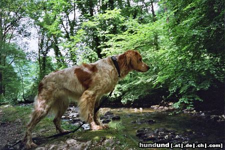 Epagneul Breton Hunde Foto 5800 Epagneul Breton