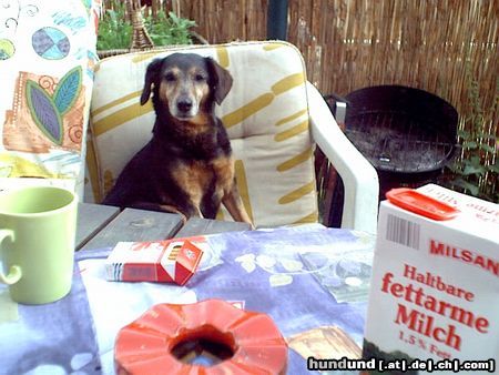 Epagneul Breton Hunde Foto 21565 Epagneul Breton Wann giebt es endlich kaffee