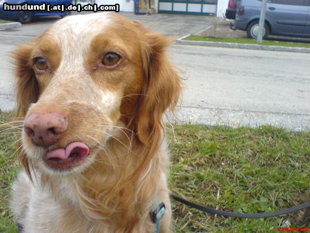 Epagneul Breton Hunde Foto 44938 Epagneul Breton Meine Sita