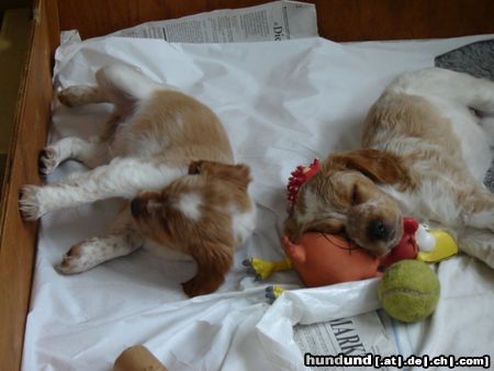 Epagneul Breton Hunde Foto 14121 Epagneul Breton Nala mit ihrem Bruder...