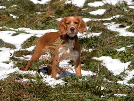 Epagneul Breton Hunde Foto 2245 Epagneul Breton erste begegnung mit dem Schnee