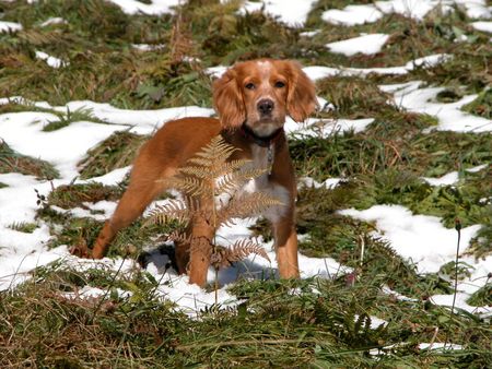 Epagneul Breton erste begegnung mit dem Schnee