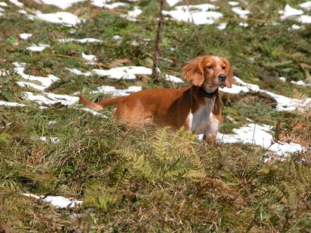 Epagneul Breton Hira im Schnee