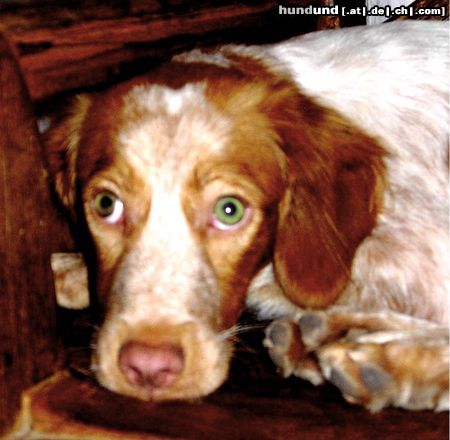 Epagneul Breton Hunde Foto 14637 Epagneul Breton ROIG AUS MENORCA, 7MONATE