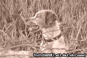 Epagneul Breton Hunde Foto 12507 Epagneul Breton Paco