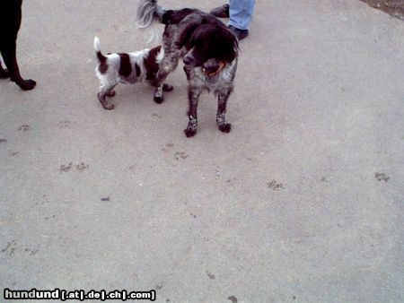 Epagneul Breton Hunde Foto 12403 Epagneul Breton Na wo ist denn da die Milch,geht gar nicht ist ein Rüde