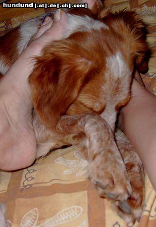 Epagneul Breton Hunde Foto 14667 Epagneul Breton BÄH, DAS HÄLT JA KEINE BRETONNASE AUS...