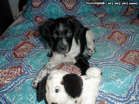 Epagneul Breton Hunde Foto 6793 Epagneul Breton