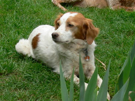 Epagneul Breton Hunde Foto 36506 in höherer Auflösung ansehen Epagneul Breton Salibelle