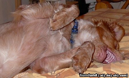 Epagneul Breton Hunde Foto 14672 Epagneul Breton SO RICHTIG NETT IST´S NUR IM BETT